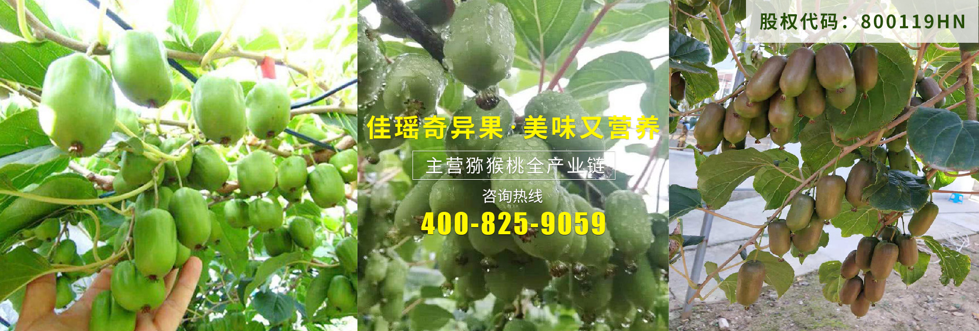 獼猴桃產業(yè)鏈